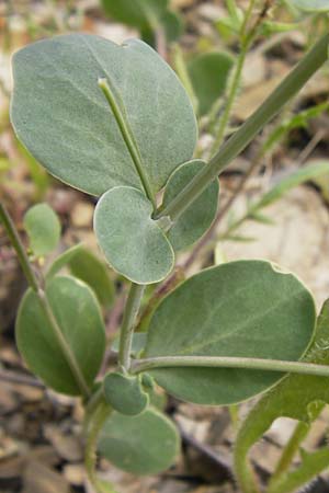 Coronilla scorpioides \ Skorpions-Kronwicke / Annual Scorpion Vetch, I Liguria, Pietrabruna 30.5.2013