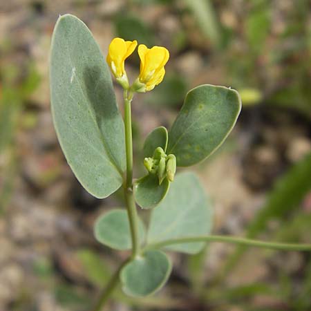 Coronilla scorpioides \ Skorpions-Kronwicke / Annual Scorpion Vetch, I Liguria, Pietrabruna 30.5.2013