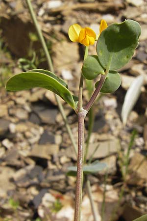 Coronilla scorpioides \ Skorpions-Kronwicke / Annual Scorpion Vetch, I Liguria, Pietrabruna 30.5.2013