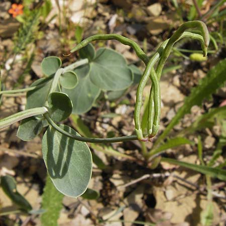 Coronilla scorpioides \ Skorpions-Kronwicke / Annual Scorpion Vetch, I Liguria, Pietrabruna 30.5.2013