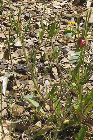 Coronilla scorpioides \ Skorpions-Kronwicke / Annual Scorpion Vetch, I Liguria, Pietrabruna 30.5.2013
