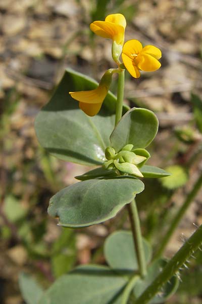 Coronilla scorpioides \ Skorpions-Kronwicke / Annual Scorpion Vetch, I Liguria, Pietrabruna 30.5.2013