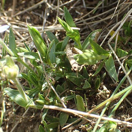 Cerastium latifolium \ Breitblttiges Hornkraut, Kalkalpen-Hornkraut / Broad-Leaved Chickweed, I Passo San Marco 10.6.2017