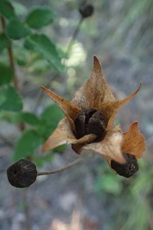 Cistus salviifolius \ Salbeibl&auml;ttrige Zistrose / Sage-Leaved Rock-Rose, I Liguria, Moneglia 26.9.2023