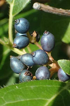 Cornus sanguinea \ Blutroter Hartriegel, Roter Hartriegel / Dogwood, I Liguria, Sestri Levante 3.10.2023