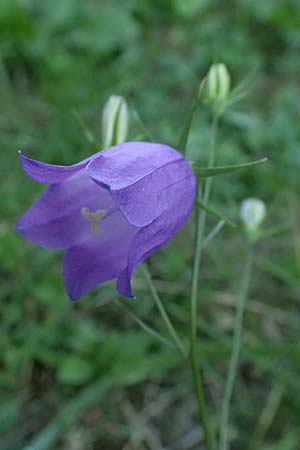 Campanula scheuchzeri \ Scheuchzers Glockenblume / Scheuchzer's Bellflower, I Bormio 5.7.2026