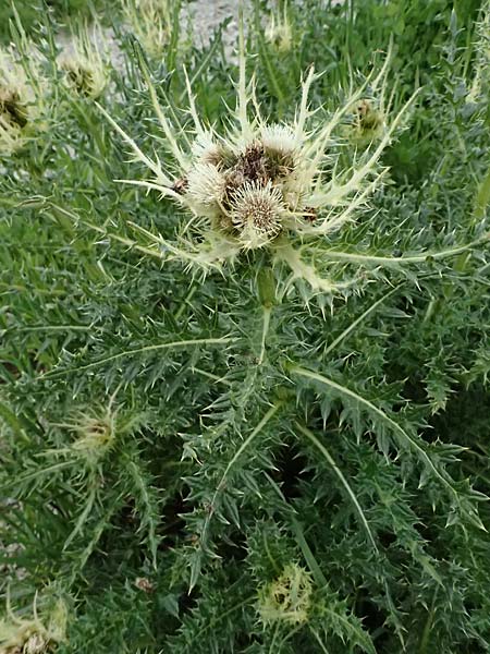 Cirsium spinosissimum \ Stachelige Kratzdistel / Spiniest Thistle, I Passo di Gavia 6.7.2026