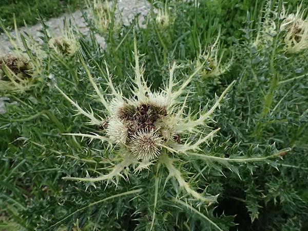 Cirsium spinosissimum \ Stachelige Kratzdistel / Spiniest Thistle, I Passo di Gavia 6.7.2026