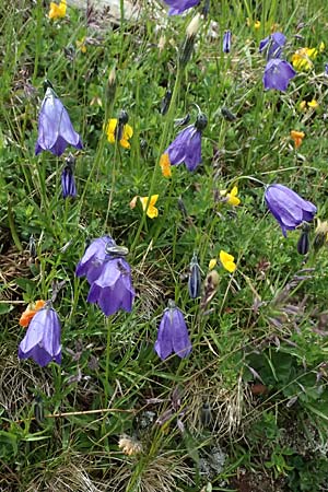 Campanula scheuchzeri \ Scheuchzers Glockenblume / Scheuchzer's Bellflower, I Passo di Gavia 6.7.2026