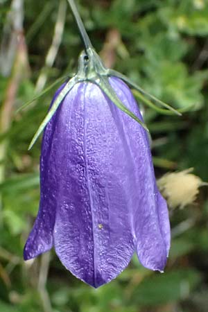 Campanula scheuchzeri \ Scheuchzers Glockenblume / Scheuchzer's Bellflower, I Passo di Gavia 6.7.2026