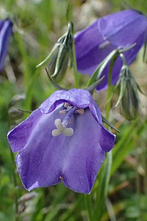 Campanula scheuchzeri \ Scheuchzers Glockenblume / Scheuchzer's Bellflower, I Passo di Gavia 6.7.2026