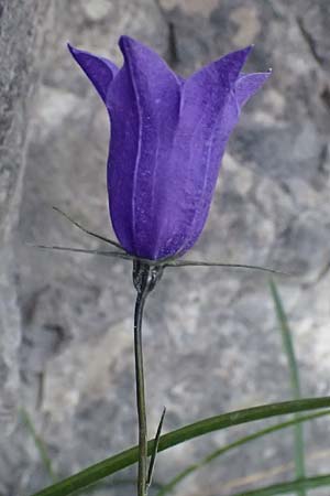 Campanula scheuchzeri \ Scheuchzers Glockenblume / Scheuchzer's Bellflower, I Lago di Cancano 10.7.2026