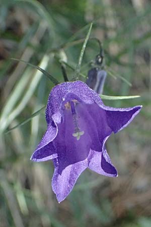 Campanula scheuchzeri \ Scheuchzers Glockenblume / Scheuchzer's Bellflower, I Lago di Cancano 10.7.2026