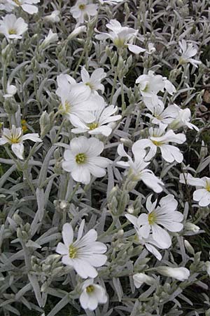 Cerastium tomentosum \ Filziges Hornkraut, Silber-Teppich / Snow in Summer, I Campo Imperatore 5.6.2007