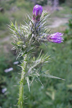 Carduus tenuiflorus \ Schmalkpfige Distel, I Albisola 22.5.2010