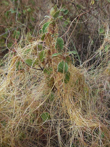 Cuscuta approximata \ Goldgelbe Seide / Alfalfa Dodder, I Passignano 1.6.2007