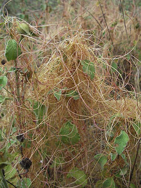 Cuscuta approximata \ Goldgelbe Seide / Alfalfa Dodder, I Passignano 1.6.2007