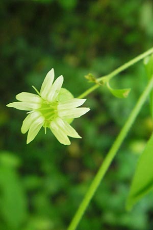 Silene baccifera \ Hhnerbiss, Taubenkropf / Berry Catchfly, I Zoppola 31.7.2011