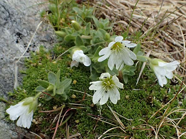 Cerastium uniflorum / Glacier Mouse-Ear, I Passo di Gavia 6.7.2026