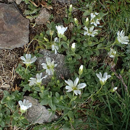 Cerastium uniflorum / Glacier Mouse-Ear, I Passo di Gavia 6.7.2026