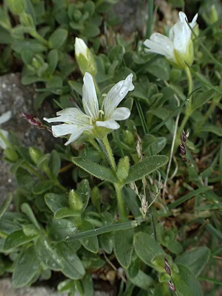 Cerastium uniflorum / Glacier Mouse-Ear, I Passo di Gavia 6.7.2026