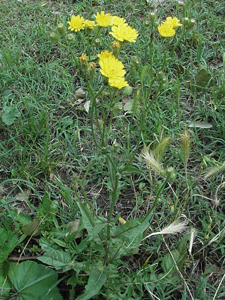 Crepis dioscoridis \ Dioscurides' Pippau / Dioscurides' Hawk's-Beard, I Passignano 3.6.2007