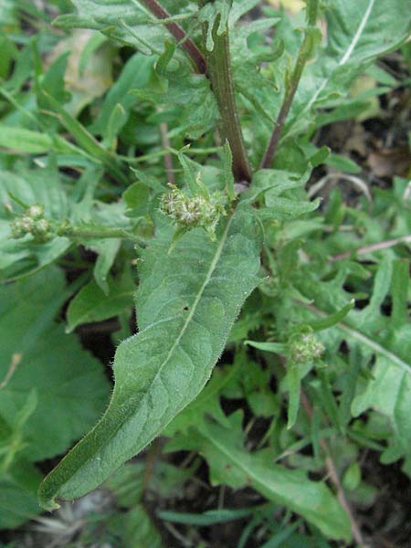 Crepis dioscoridis \ Dioscurides' Pippau / Dioscurides' Hawk's-Beard, I Passignano 3.6.2007