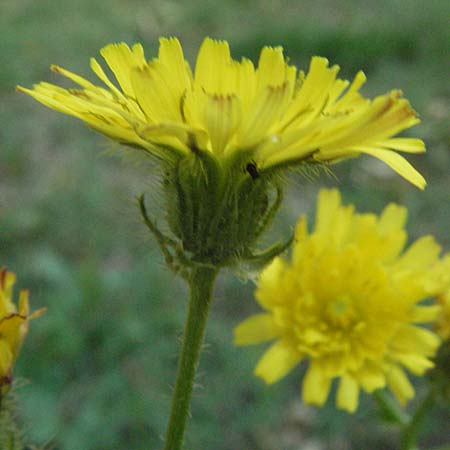 Crepis dioscoridis \ Dioscurides' Pippau / Dioscurides' Hawk's-Beard, I Passignano 3.6.2007