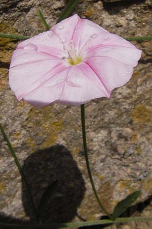 Convolvulus lineatus \ Gestrichelte Winde / Pygmy Bindweed, Narrow-Leaved Bindweed, I Liguria, Dolcedo 30.5.2013