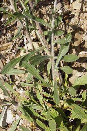 Convolvulus lineatus \ Gestrichelte Winde / Pygmy Bindweed, Narrow-Leaved Bindweed, I Liguria, Dolcedo 30.5.2013