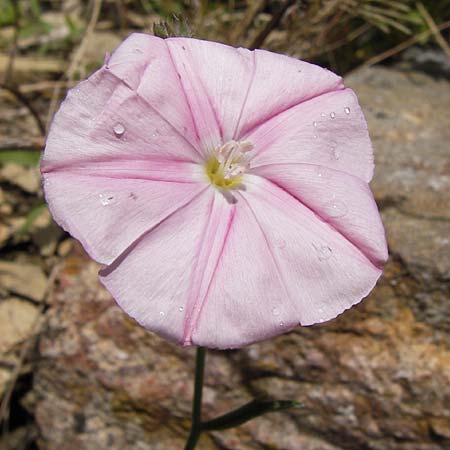 Convolvulus lineatus \ Gestrichelte Winde / Pygmy Bindweed, Narrow-Leaved Bindweed, I Liguria, Dolcedo 30.5.2013
