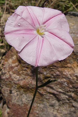 Convolvulus lineatus \ Gestrichelte Winde / Pygmy Bindweed, Narrow-Leaved Bindweed, I Liguria, Dolcedo 30.5.2013