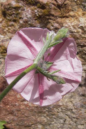 Convolvulus lineatus \ Gestrichelte Winde / Pygmy Bindweed, Narrow-Leaved Bindweed, I Liguria, Dolcedo 30.5.2013