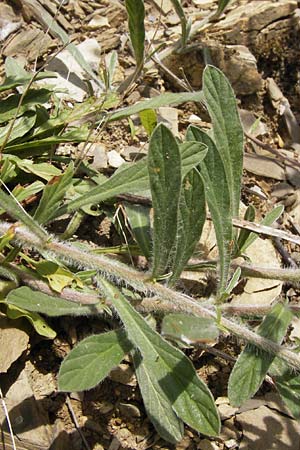 Convolvulus lineatus \ Gestrichelte Winde / Pygmy Bindweed, Narrow-Leaved Bindweed, I Liguria, Dolcedo 30.5.2013