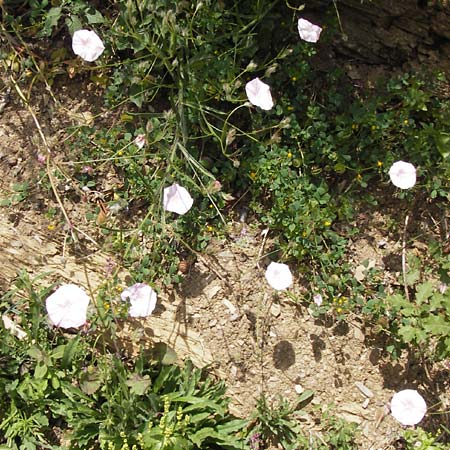Convolvulus lineatus \ Gestrichelte Winde / Pygmy Bindweed, Narrow-Leaved Bindweed, I Liguria, Dolcedo 30.5.2013