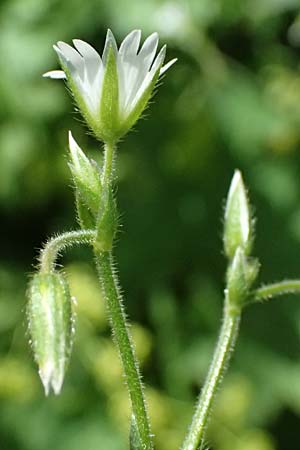 Cerastium holosteoides \ Gew�hnliches Hornkraut / Common Mouse-Ear, I Passo del Tonale 11.7.2026