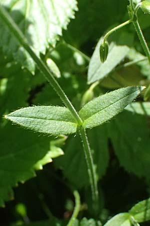 Cerastium holosteoides \ Gew�hnliches Hornkraut / Common Mouse-Ear, I Passo del Tonale 11.7.2026