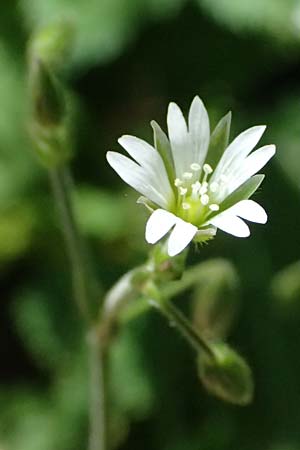 Cerastium holosteoides \ Gew�hnliches Hornkraut / Common Mouse-Ear, I Passo del Tonale 11.7.2026