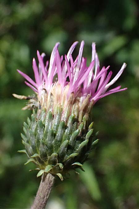 Carduus defloratus \ Alpen-Distel / Alpine Thistle, I Passo del Tonale 11.7.2026