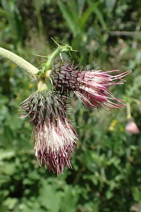 Cirsium erisithales x montanum, Hybrid Thistle