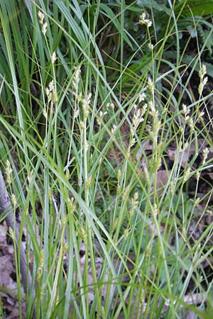 Carex remota \ Winkel-Segge / Remote Sedge, I Albisola 22.5.2010