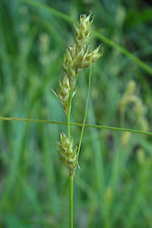 Carex remota \ Winkel-Segge / Remote Sedge, I Albisola 22.5.2010