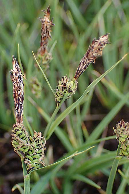 Carex nigra \ Braune Segge / Common Sedge, I Südtirol,  Stallersattel 6.7.2022
