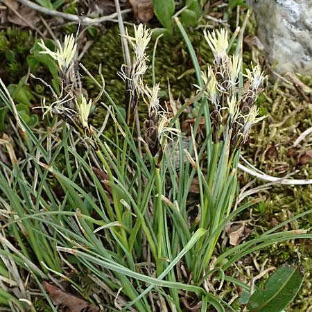Carex ericetorum ? \ Heide-Segge / Heath Sedge, I Passo di Gavia 6.7.2026