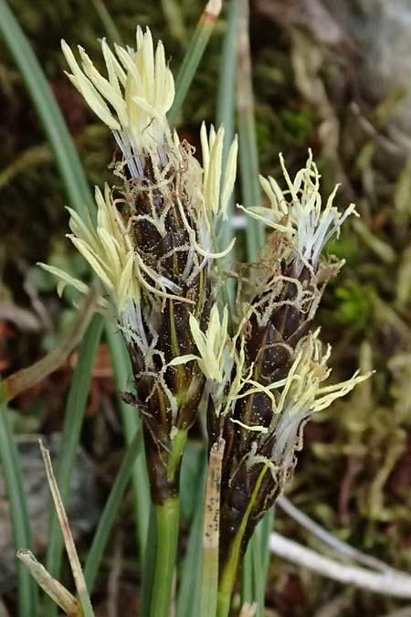 Carex ericetorum ? \ Heide-Segge / Heath Sedge, I Passo di Gavia 6.7.2026