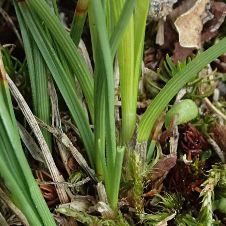 Carex ericetorum ? \ Heide-Segge / Heath Sedge, I Passo di Gavia 6.7.2026