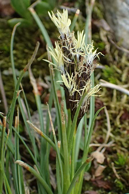 Carex ericetorum ? \ Heide-Segge / Heath Sedge, I Passo di Gavia 6.7.2026