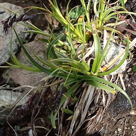 Carex atrata \ Geschw�rzte Segge / Black Alpine Sedge, I Passo di Gavia 11.7.2026
