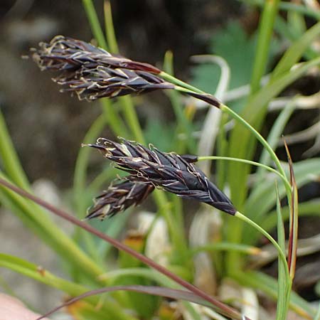 Carex atrata \ Geschw�rzte Segge / Black Alpine Sedge, I Passo di Gavia 11.7.2026