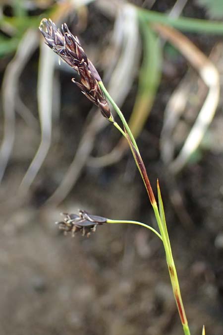 Carex atrata \ Geschw�rzte Segge / Black Alpine Sedge, I Passo di Gavia 11.7.2026